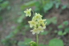 Primula soongii