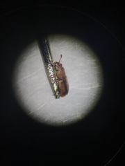 Monotomidae