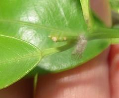 Amphipsocidae