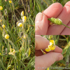 Platystemon californicus