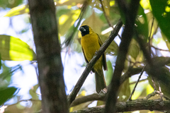 Caryothraustes canadensis