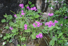 Primula polyneura