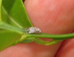 Amphipsocidae