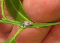 Amphipsocidae