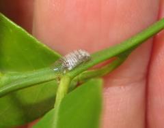 Amphipsocidae