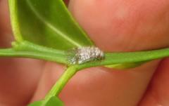 Amphipsocidae