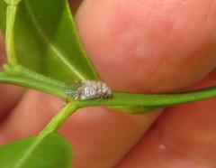 Amphipsocidae
