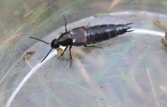 Philonthus coprophilus