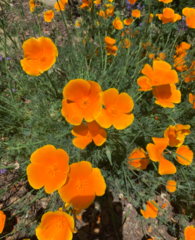 Eschscholzia californica