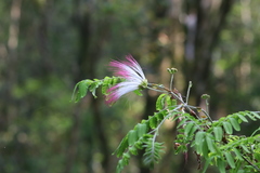 Calliandra surinamensis