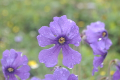 Omphalogramma vinciflorum