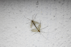 Macrocera lutea
