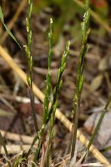 Lolium rigidum