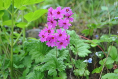 Primula polyneura