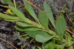 Osteospermum polygaloides polygaloides