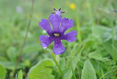 Omphalogramma vinciflorum