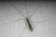 Tipula confusa