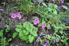 Primula polyneura