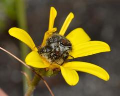 Osteospermum polygaloides polygaloides