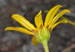 Osteospermum polygaloides polygaloides