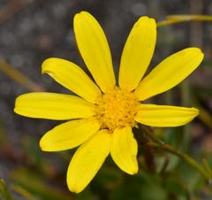 Osteospermum polygaloides polygaloides