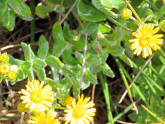 Senecio oederiifolius