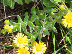 Senecio oederiifolius