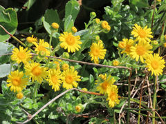 Senecio oederiifolius
