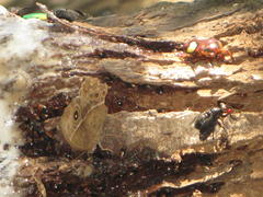 Pedinorrhina trivittata