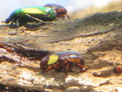 Pedinorrhina trivittata