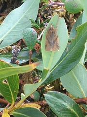 Clepsis moeschleriana