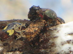 Pedinorrhina trivittata