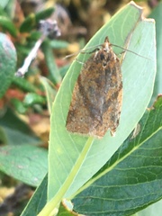 Clepsis moeschleriana