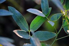 Senna corymbosa