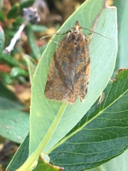 Clepsis moeschleriana