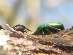 Chlorocala africana subsuturalis