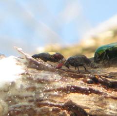 Chlorocala africana subsuturalis