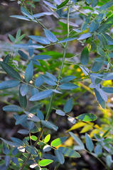 Senna corymbosa
