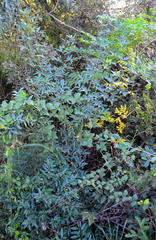 Senna corymbosa