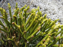 Veronica lycopodioides