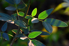 Senna corymbosa