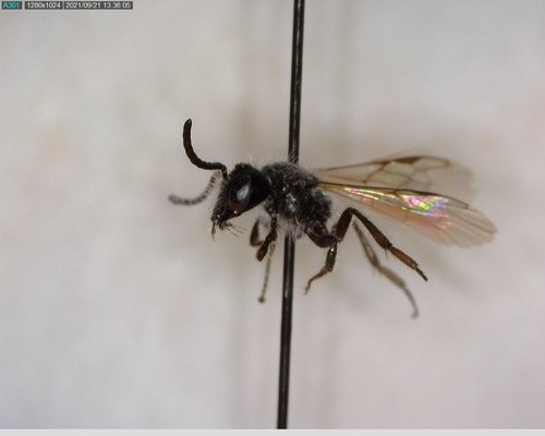 iNaturalist observation photo of Panurginus