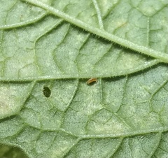 Feltiella
