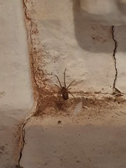 Steatoda