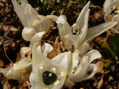 Ornithogalum arabicum