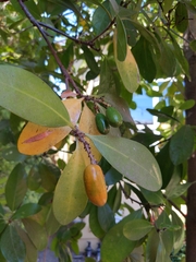 Corynocarpus
