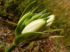 Ornithogalum arabicum