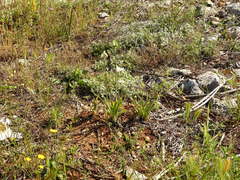 Ornithogalum arabicum