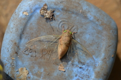 Carineta rufescens