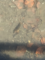 Procambarus clarkii